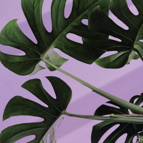 Monstera-Pflanze auf violettem Hintergrund