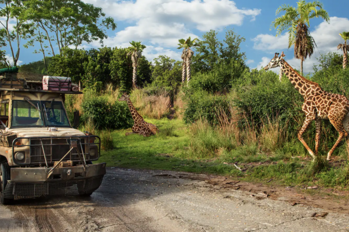 Ein Lastwagen, der während der Kilimandscharo-Safarifahrt im Themenpark Disney's Animal Kingdom neben Giraffen fährt