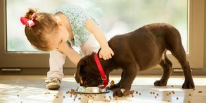 kleines Mädchen und Labrador Retriever Welpen