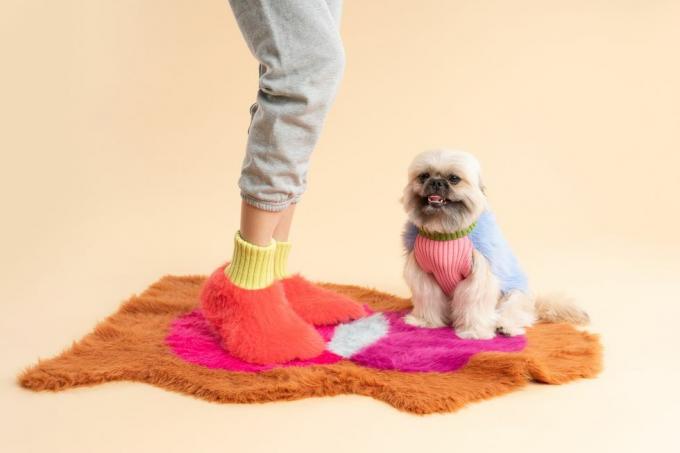 ein Hund, der einen Pullover und ein rosa Hemd trägt